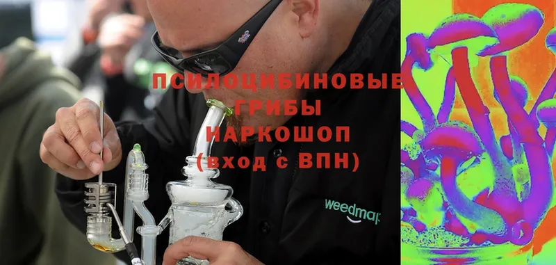 Галлюциногенные грибы Psilocybine cubensis  Бологое 